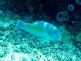Puddingwife IMG 3010
